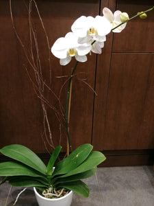 PHAL Orchidée -O2